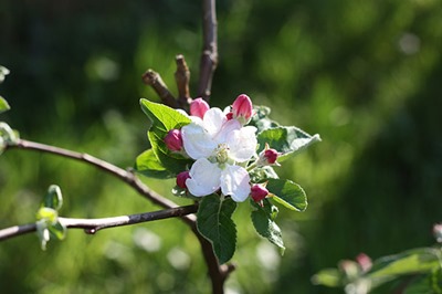 Printemps
